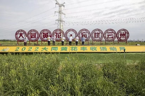 荣耀体育网页版大同分公司参加大同市黄花丰收活动月